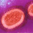 Human Papiloma virus