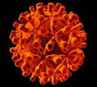 Hepatitis virus